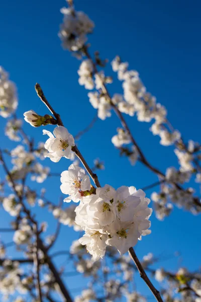 Cherry Tree Blossom — Stock Photo, Image