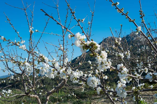 Άνθη κερασιάς — Φωτογραφία Αρχείου