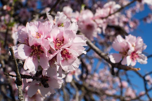 Almond Tree Blossom Pink Costa Blanca Spain — Stock Photo, Image