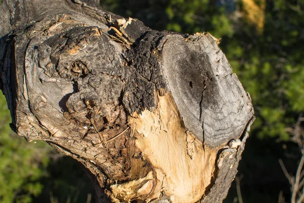 Pień Drzewa Cytrusowego Pewnym Intensywnym Przycinania — Zdjęcie stockowe