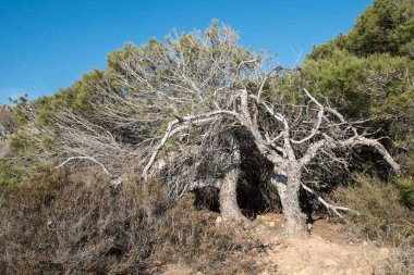 Rüzgârlı çam ağaçları