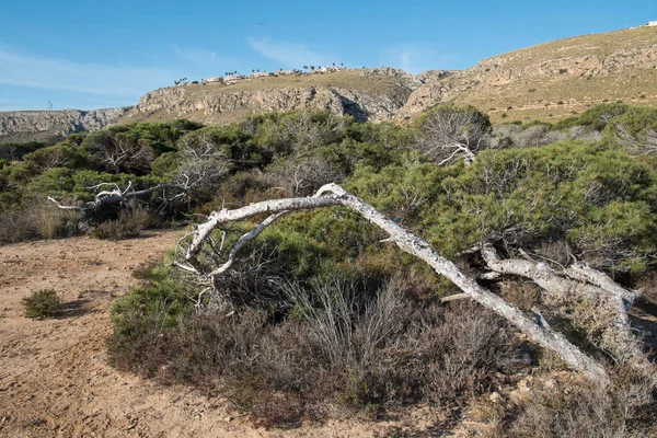 Winderige pijnbomen — Stockfoto