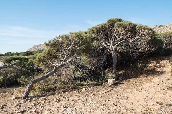 海风松树 — 图库照片