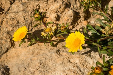 Çiçekli kaya papatyaları