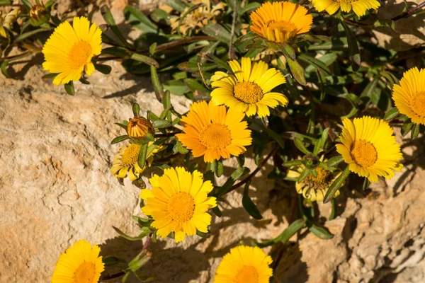 Blühende Steinmargeriten — Stockfoto