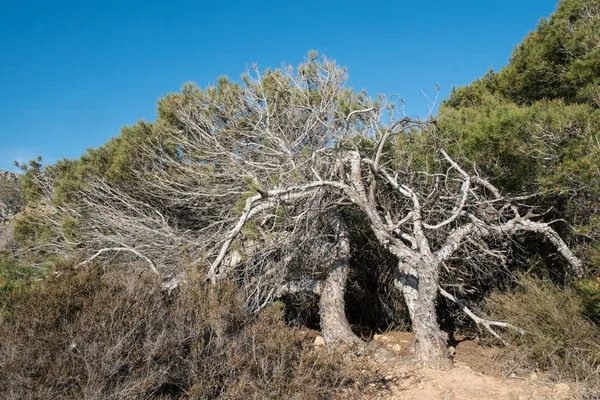 Pins balayés par le vent — Photo