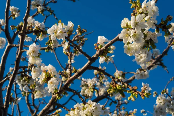 Cherry Tree Blossom — Stock Photo, Image