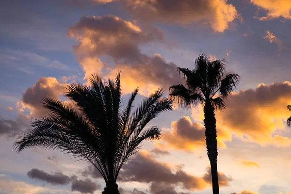 Palm trees at sunset — Stock Photo, Image