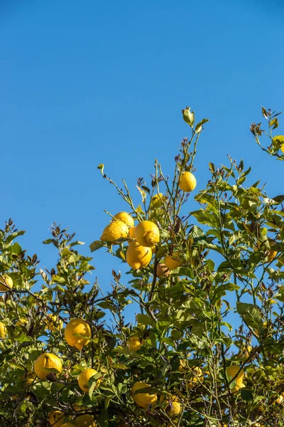 Ripe lemons on tree — Stock Photo, Image