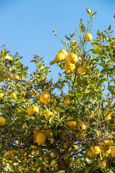 Ripe lemons on tree — Stock Photo, Image