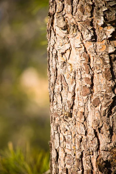 Écorce d'arbre gros plan — Photo