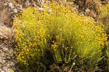 Çiçekli papatya bitkisi
