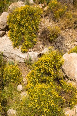 Çiçekli papatya bitkisi