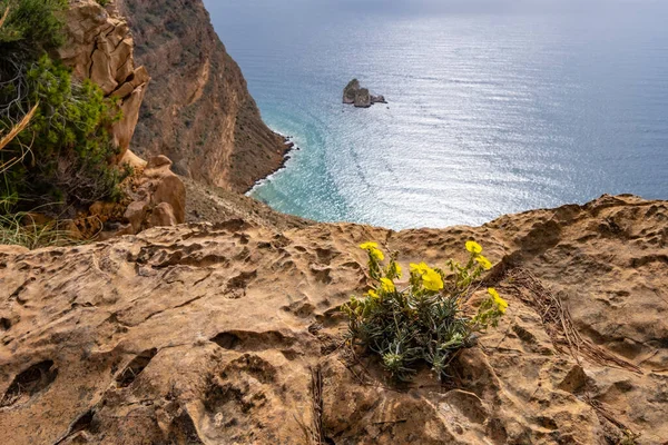 Felsblume Vor Dem Hintergrund Des Mittelmeeres Sierra Helada Costa Blanca — Stockfoto