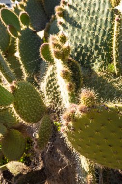 Yeşil dikenli armut meyveli tam kare kaktüs.