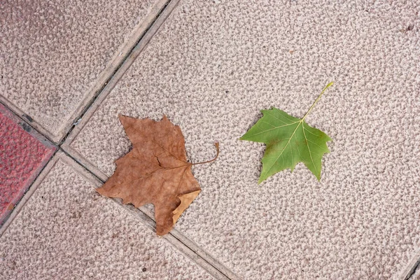 Autumnn Leaf Green One — Stock Photo, Image