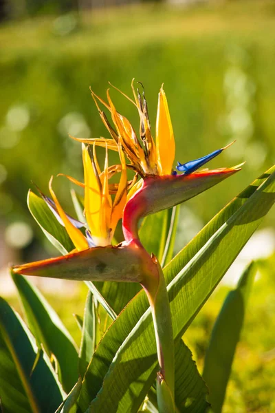 Paradiesvogel Tropische Blume — Stockfoto