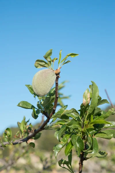 Still green almonds on a tree branch