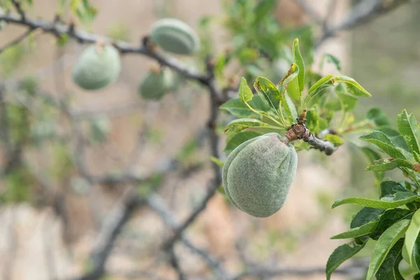 Mandorle Ancora Verdi Ramo Albero — Foto Stock