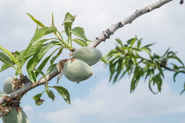 Mandorle Ancora Verdi Ramo Albero — Foto Stock