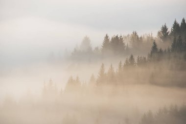 Dağda sabah sisinde orman. Sonbahar sahnesi.