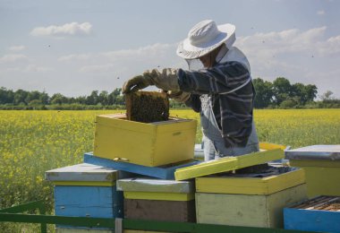 Arıcı işe kolza tohumu field yakınındaki bir arı kovanı üzerinde