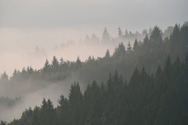 Dağda sabah sisinde orman. Sonbahar sahnesi.