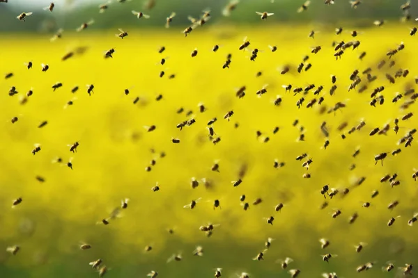 Svärmen Biet Flyger Till Kupan Efter Insamling Pollen Från Raps — Stockfoto