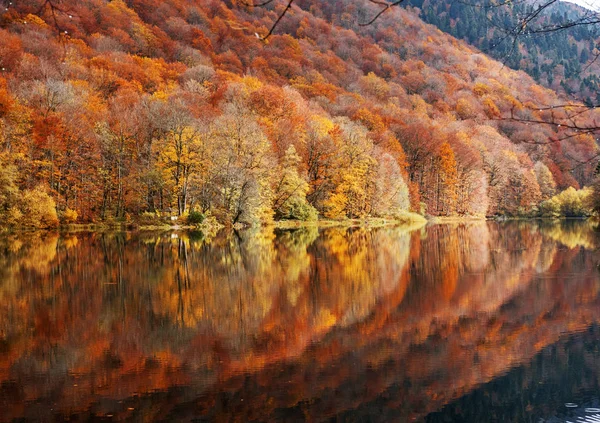 Herbstwald Mit Reflexion Über Den Biogradsko See Montenegro — Stockfoto
