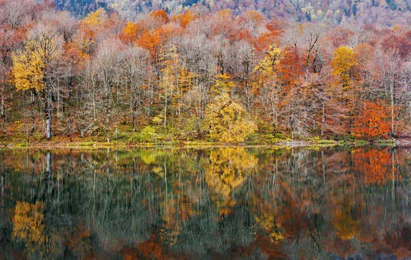 Podzimní Les Reflexí Jezeře Biogradsko Černé Hoře — Stock fotografie