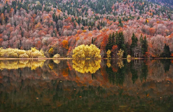 Autumn Forest Reflection Biogradsko Lake Montenegro — Stock Photo, Image