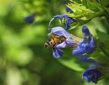 Arı polen adaçayı çiçek toplar.