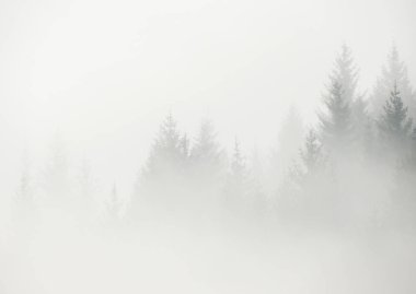 Dağda sabah sisinde orman. Sonbahar sahnesi.