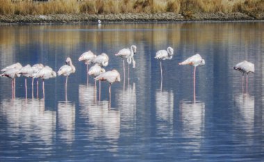Flamingolar Ulcinj, Karadağ, terk edilmiş bir tuz tava içinde fotoğraflandı su yansıması ile  