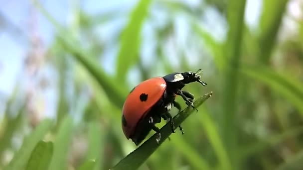 瓢虫展开翅膀 然后慢吞吞地衔着草叶起飞 — 图库视频影像