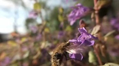 Bombylius büyük bir bal glechoma hederacea çiçek al. Ağır çekim.