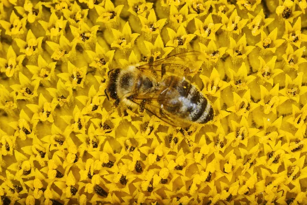 Včelí Pyl Shromažďuje Slunečnice — Stock fotografie