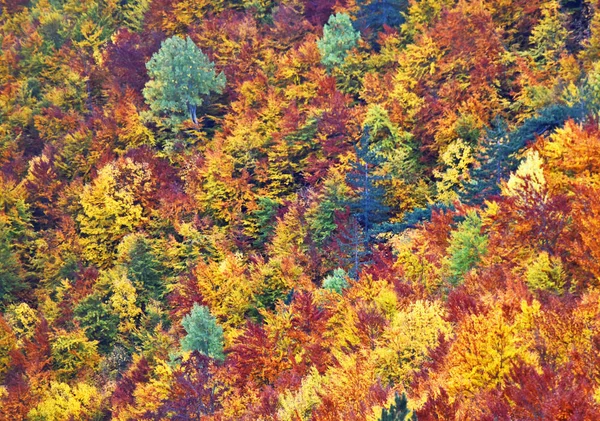 Vrchol Stromů Různými Podzimními Barvami Listí — Stock fotografie