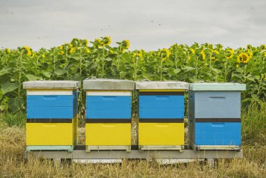 Ayçiçeği tarlasının arkasında çekilmiş renkli ahşap arı kovanları.