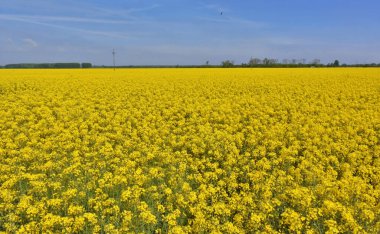 Baharda ve mavi gökyüzünde parlak sarı kolza tohumu tarlası