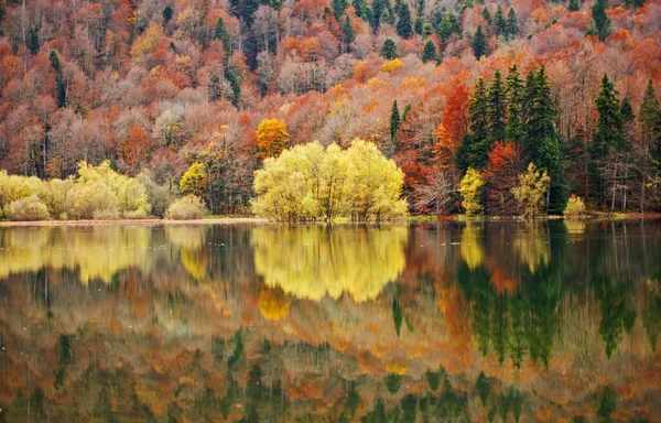 Podzimní Les Reflexí Jezeře Biogradsko Černé Hoře — Stock fotografie