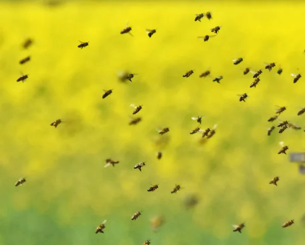 Svärmen Biet Flyger Till Kupan Efter Insamling Pollen Från Raps — Stockfoto