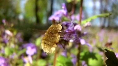 Bombylius Major, glechoma hederacea çiçeğinden bir bal al. 
