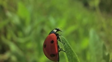 Uğur kuşu kanatlarını açmadan önce bir çimen yaprağını yavaş çekimde kaldırır.
