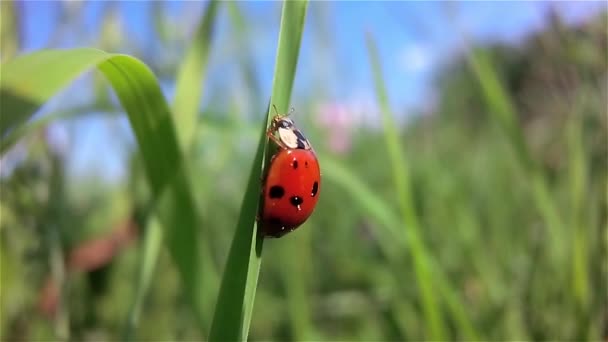 Ladybird Spreidde Zijn Vleugels Voor Het Opstijgen Met Een Grassprietje — Stockvideo