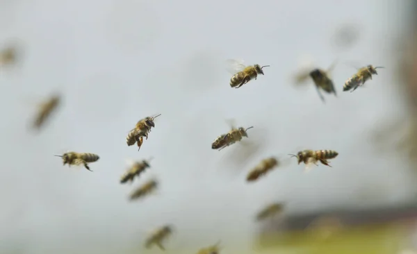 Svärmen Biet Flyger Till Kupan Efter Insamling Pollen Från Raps — Stockfoto