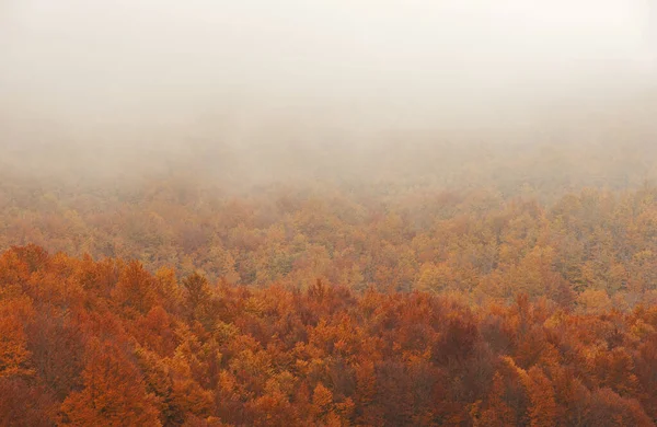 Lage Wolken Kruisen Toppen Van Bomen Herfst Stockafbeelding