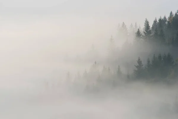Лес Утреннем Тумане Горах Осенью Верхушки Ели Тумане Стоковая Картинка