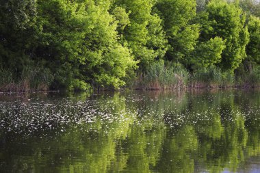 Gölde ağaçların yansıması olan sakin bir bahar günü. Kavak tüyü suyun yüzeyindeki küçük beyaz noktalardır.