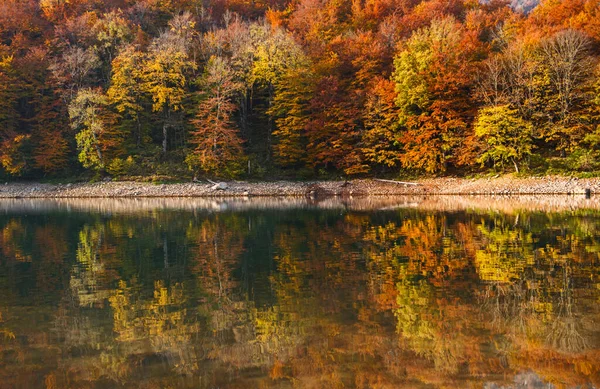 Podzimní Les Reflexí Jezeře Biogradsko Černé Hoře — Stock fotografie